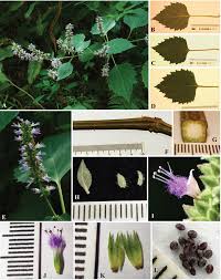 Image result for Achyrospermum laterale