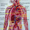 Learn even faster with this blood vessel anatomy study guide. 1
