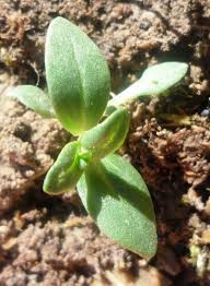 Image result for Anagallis gracilipes