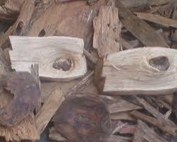 Kayu gaharu super king dibanderol hingga. Gaharu Gaharu Supplier Buyer Gaharu Wood Aquilaria Agarwood