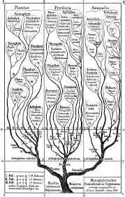 Depicting The Tree Of Life The Philosophical And Historical