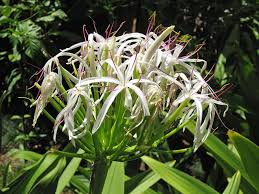 Image result for Crinum aurantiacum