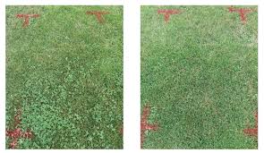 Some of the biggest menaces it tackles are creeping charlie, chickweed, and wild violet. New Herbicides For Broadleaf Weed Control Turf Magazine