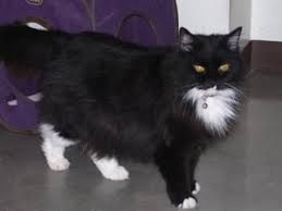 Boots Is An Adoptable Domestic Long Hair Black And White Cat In Powell Wy Boots Born 2004 Is A Spayed Declawed Long Ha Fluffy Kittens Cats And Kittens Cats