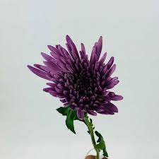 Long lasting, all chrysanthemums (mums, disbuds, spray poms) last up to 10 to 12 days. Spider Mums Dark Purple Wholesale Bulk Flowers Cascade Floral