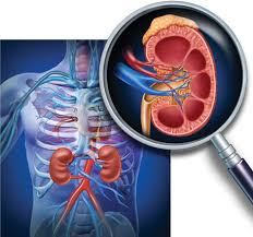 Mediterranean Diet Good For Kidney Health Study