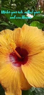 Quotes On Flowers Flowers Hibiscus Flowers Flower Quotes