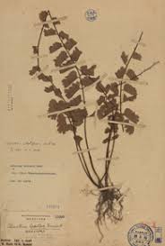 Image result for Adiantum soboliferum