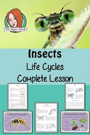 Insect Life Cycles Complete Science Lesson Science Lessons Insect Life Cycle Life Cycles