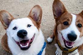 Thinking of adopting a cat or kitten, but not sure where to turn to ensure the new pet is the right fit for your family? Palm Beach County Animal Shelter Completely Empties Dog Kennels