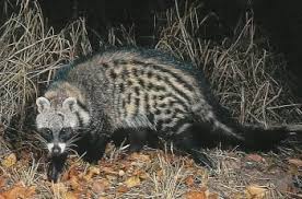 African Civet Civettictis Civetta South African Animals African Civet Nocturnal Mammals