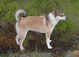 The Least Popular Dog Breeds In America The Dog People By Rover Com In 2020 Miniature Dog Breeds Rare Dog Breeds Rare Dogs