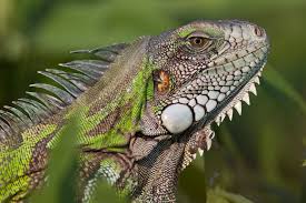 Green iguana pets & crafts, adamsville, tennessee. Green Iguana National Geographic