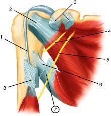 These tendinous insertions along with the articular capsule subscapular bursa is located between the subscapularis tendon and the scapula. Schematic Representation Of The Right Shoulder Anterior View The Download Scientific Diagram