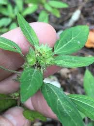 Image result for Acalypha volkensii