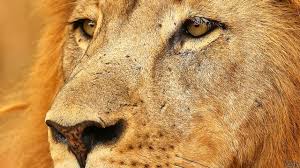 Hotels, apartments, villas, hostels, resorts, b&bs Mas Alla De Cecil Siete Razones Para Amar A Los Leones Bbc News Mundo