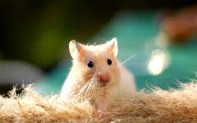 Hamster Cinsiyet Nasil Anlasilir Hamster Cinsiyet Ayrimi Miyhav Com The site owner hides the web page description. hamster cinsiyet nasil anlasilir