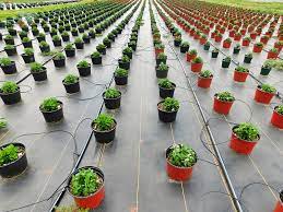 When used under mulch, rocks, or even soil, it traps. Landscape Fabric In The Garden What It Is Pros Cons And How To Use Trees Com