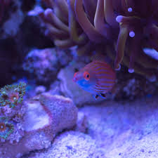 Image result for Angraecopsis gassneri