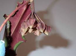 Image result for Polystachya undulata