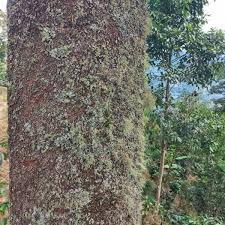 Image result for Schizolobium parahyba