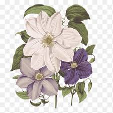 Check spelling or type a new query. Clematis Png Images Pngegg