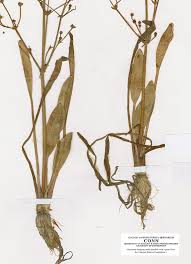 Image result for Alismataceae