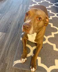 Don't miss what's happening in your neighborhood. Im Ready For Dinner Ma Pitbull Pitbullsofinstagram Pittienation Amstafflife Dogs Dogstagram Dogsofinstag Pitbulls Pitbull Terrier Pitbull Puppies