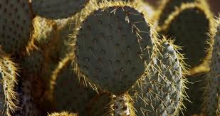 If you're a smoker, you probably have your favorite brand of even replicas of explosives, such as toy versions or fakes, are also prohibited on airplanes. Static Shot Focusing Several Planes Of Oval Cactus Free Hd Video Clips Stock Video Footage