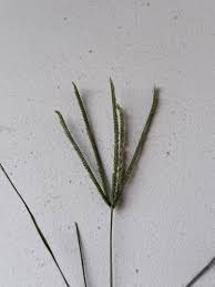 Image result for Sphaeranthus flexuosus