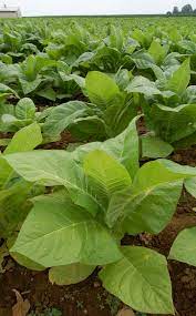 Maybe you would like to learn more about one of these? Cultivation Of Tobacco Wikipedia