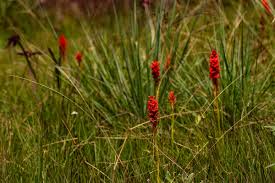 Image result for Satyrium orbiculare