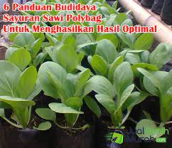 Demikian uraian mengenai cara menanam sawi putih dan perawatannya yang cukup mudah untuk. 6 Cara Menanam Sawi Dalam Polybag Untuk Menghasilkan Sayuran Yang Berkualitas Unggul Jualbenihmurah Com
