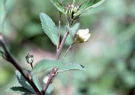 Image result for Sida rhombifolia