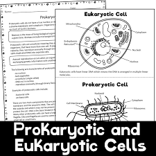 Eukaryotic cells have a nucleus and a lot more organelles than a prokaryotic cell. Prokaryotic And Eukaryotic Cells Worksheets Payhip
