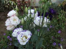 Lisianthus Lalegul Cicek Cicekciler Bitki
