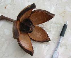 Image result for Khaya grandifoliola