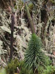 Image result for Lobelia stuhlmannii