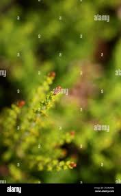 Image result for Erica microdonta