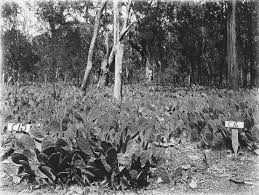 Effect of killing cactus moth if we were to kill all cactus moth's the cactus plant would increase and not be binomial name is cactoblastis cactorum factor that allows the moth to spread so easily in the united plus the people who do the jobs and the plane that fly every night to spread the pesticide. Cactus Moth Insect Britannica