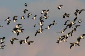 Zugvögel, die schon früh in der saison wegziehen, fliegen nach afrika und sind meist nachts und einzeln unterwegs. Die Haufigsten Zugvogel Lbv Gemeinsam Bayerns Natur Schutzen
