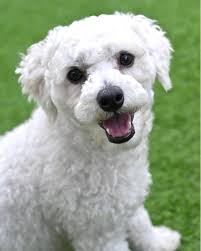 Hey Northern California Adopters! We've been very busy this past week!  Thanks to some amazing fosters we have rescued some terrific young pups