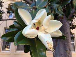 Check spelling or type a new query. Magnolia Grandiflora Southern Magnolia Trees Of Stanford Environs