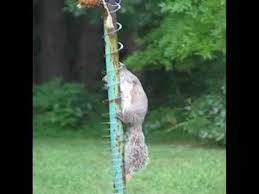 Bird Feeder Protection From Squirrels Slinky Squirrel Deterrent How To Protect Bird Feeders Youtube Squirrel Proof Bird Feeders Squirrel Baffle Bird Feeder Baffle