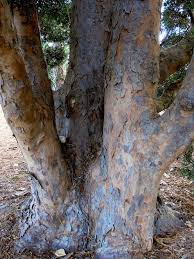 Image result for Afrocarpus falcatus