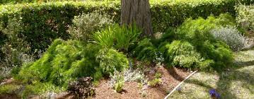 Cousin itt acacia hardiness degree: Acacia Cognata Cousin Itt Plants For Planters Plants Planters