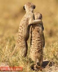 صور النمس معلومات عن النمس cute animals animals friends national geographic animals