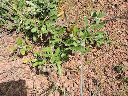 Image result for Parinari capensis