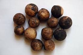 Image result for Cryptocarya woodii