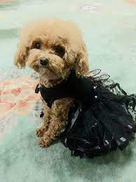 Personalizado Hecho Black Dog Boda Vestido De Falda De Por Lamei Dog Wedding Dress Dog Wedding Black Dog
